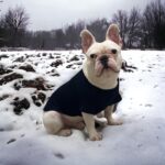 Πουλόβερ για Σκύλους Μαύρο - Dog Clothing Black