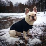 Πουλόβερ για Σκύλους Μαύρο - Dog Clothing Black