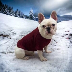 Πουλόβερ για Σκύλους Κόκκινο - Dog Clothing Red