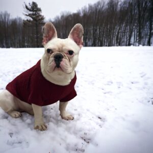 Πουλόβερ για Σκύλους Κόκκινο - Dog Clothing Red